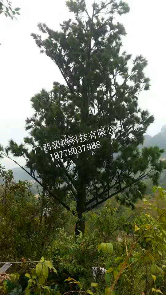 美化樹廠家