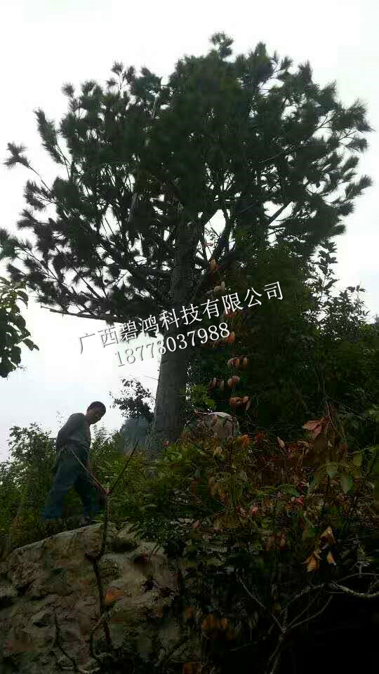 美化樹價(jià)格